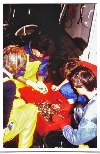 Sorting juvenile fish from RMT 
 midnight collection