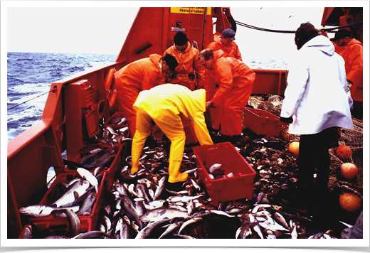 Sorting adult fish from midwater trawl collection
