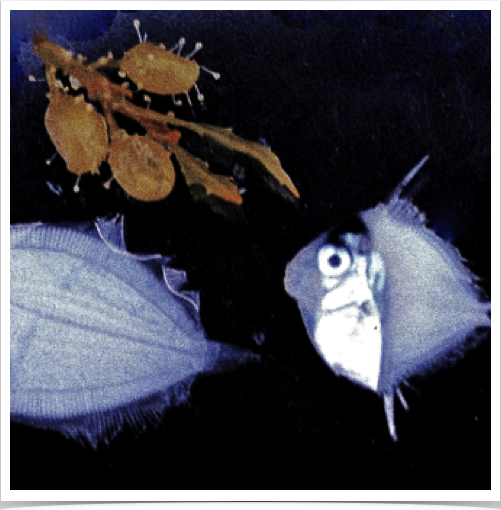 Studying vertical migration of pelagic organisms such as this juvenile fish