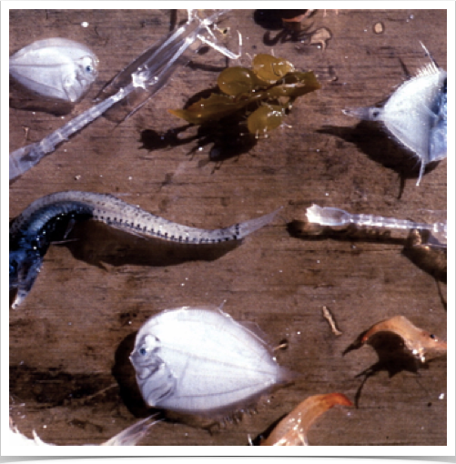 Midwater fish, eel larvae called Lepthocephali, and jelly-like salps studied on this transect.