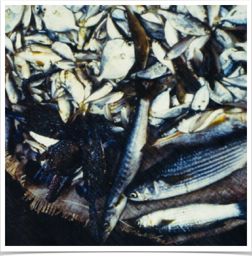 Catch of the day - for sale and trade.