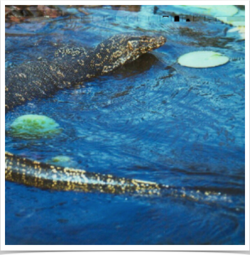 The water monitor lizard is native to coastal areas of the Bay of Bengal and the South China Sea from Sri Lanka through southern China - grows to 9 ft. 