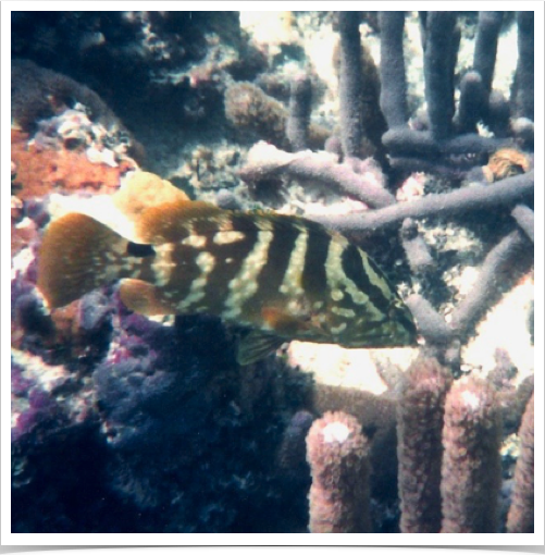 Nassau grouper (Epinephelus striatus) - important commercial fishery in West Indies - has been endangered by overfishing. Nassau grouper (Epinephelus striatus) - important commercial fishery in West Indies - has been endangered by overfishing.