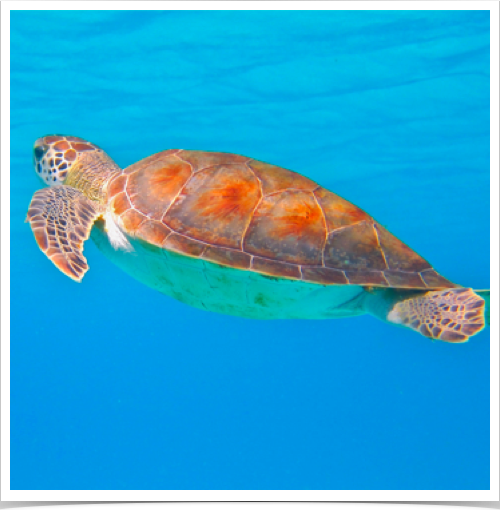 Green sea turtle (Chelonia mydas) at Northwest Point reef. Green sea turtle (Chelonia mydas) at Northwest Point reef.
