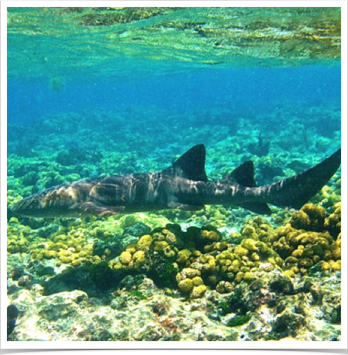 Shark cruising the shallow reefs at Chalk Sound National Park. Shark cruising the shallow reefs at Chalk Sound National Park.