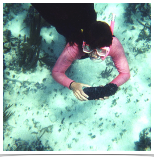 Dr. Alshuth exploring the coral reef community at Northwest Point Marine National Park. Dr. Alshuth exploring the coral reef community at Northwest Point Marine National Park.