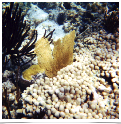 Nearshore reef with scleractinian corals and gorgonians at Turtle Cove - northern shores. Nearshore reef with scleractinian corals and gorgonians at Turtle Cove - northern shores.