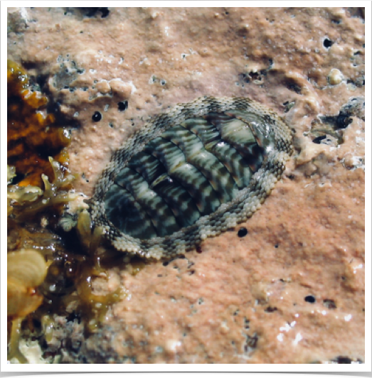 Green Chiton (Chiton viridis) - inhabitant of the rocky intertidal at Reef Bay, St. John. Green Chiton (Chiton viridis) - inhabitant of the rocky intertidal at Reef Bay, St. John.