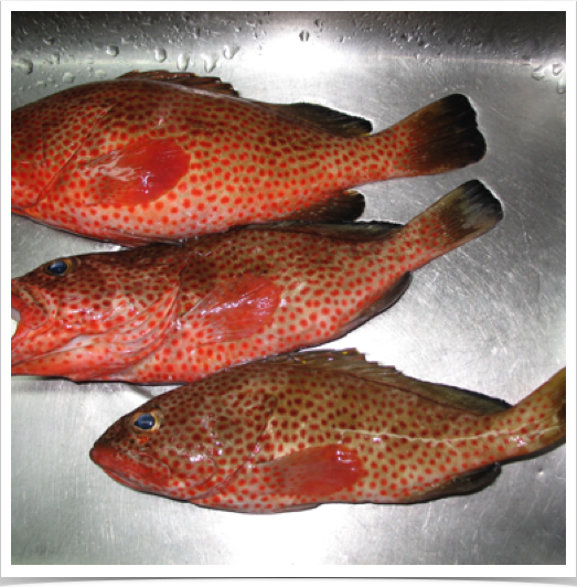 Red Hind (Epinephelus guttatus) - the most common grouper in the Caribbean. At fish market in St. Croix, USVI. Red Hind (Epinephelus guttatus) - the most common grouper in the Caribbean. At fish market in St. Croix, USVI.