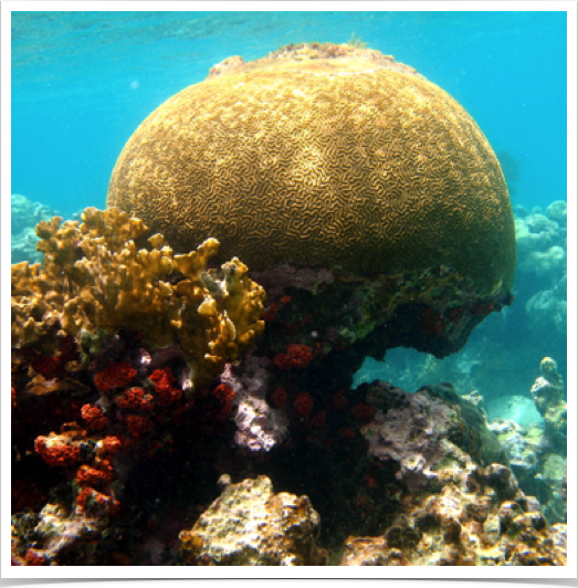 Bioerosion on Brain Coral - a dynamic process pertaining to complex ecological impacts within coral reefs. Bioerosion on Brain Coral - a dynamic process pertaining to complex ecological impacts within coral reefs.