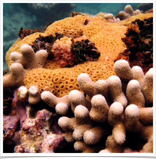Reefs dominated by encrusting Zoanthid (Palythoa caribaeorum) - overgrowing stony corals. Reefs dominated by encrusting Zoanthid (Palythoa caribaeorum) - overgrowing stony corals.