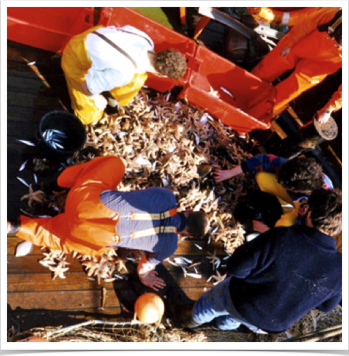 Sorting invertebrates and demersal fish species onboard the research vessel Sorting invertebrates and demersal fish species onboard the research vessel
