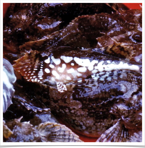 Short-spined Sea Scorpion (Myoxocephalus scorpius) in benthic trawl catch Short-spined Sea Scorpion (Myoxocephalus scorpius) in benthic trawl catch