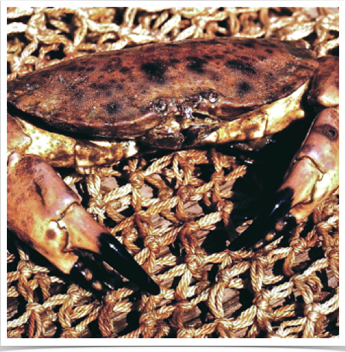 The Edible (Brown) Crab (Cancer pagurus) can reach max. carapace width of 30 cm The Edible (Brown) Crab (Cancer pagurus) can reach max. carapace width of 30 cm