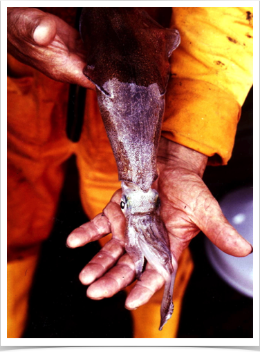 The European Squid Loligo vulgaris is abundant in the North Sea The European Squid Loligo vulgaris is abundant in the North Sea