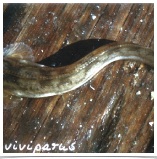 The viviparous blenny, known as Eelpout (Zoarces viviparus) is a suitable biomonitor species in European estuarine & coastal oceans The viviparous blenny, known as Eelpout (Zoarces viviparus) is a suitable biomonitor species in European estuarine & coastal oceans