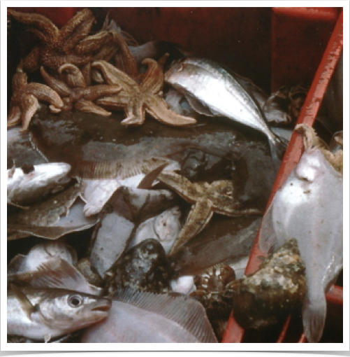 Benthic fish and invertebrate species biodiversity from bottom trawl Benthic fish and invertebrate species biodiversity from bottom trawl